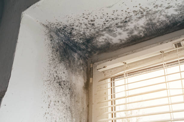 Affordable Mold Cleanup solutions in Berwyn, IL